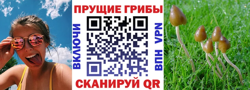 где продают наркотики  Нововоронеж  Галлюциногенные грибы Magic Shrooms 